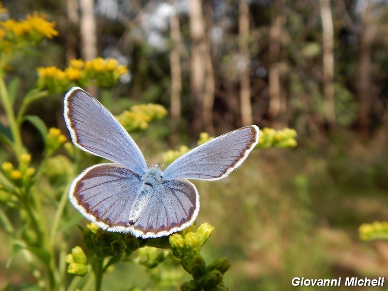 Plebejus argus